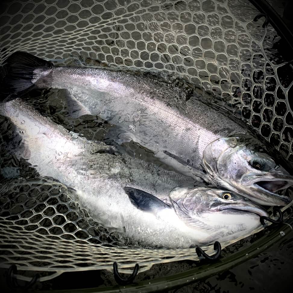 Goodnews River Float Trip in late August, with continued excellent Silver Salmon fishing